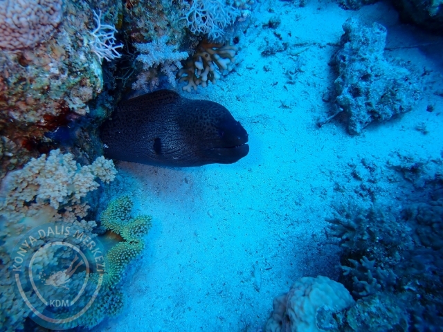 13-18 Mayıs Sharm