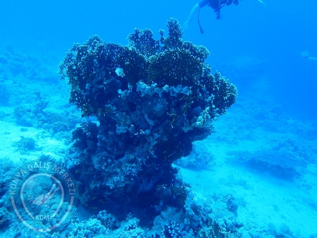 13-18 Mayıs Sharm