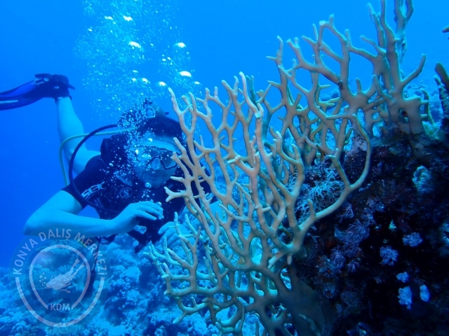 13-18 Mayıs Sharm