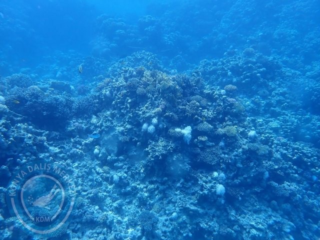 13-18 Mayıs Sharm