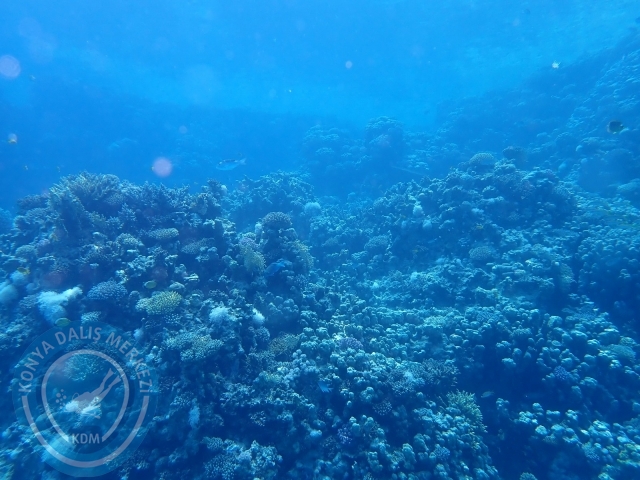 13-18 Mayıs Sharm