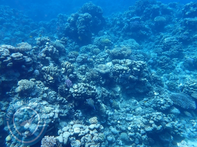 13-18 Mayıs Sharm