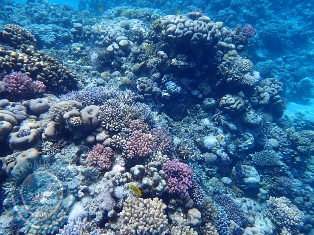 13-18 Mayıs Sharm