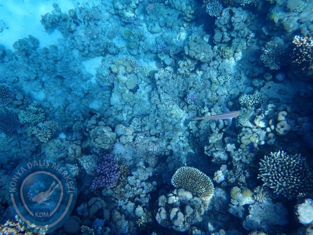 13-18 Mayıs Sharm