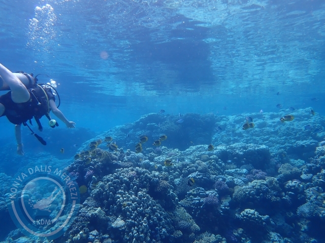 13-18 Mayıs Sharm