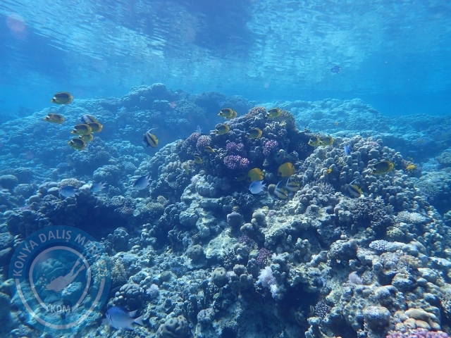 13-18 Mayıs Sharm