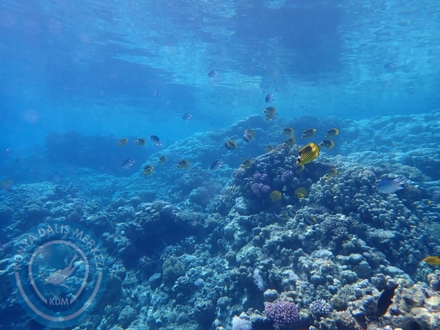 13-18 Mayıs Sharm