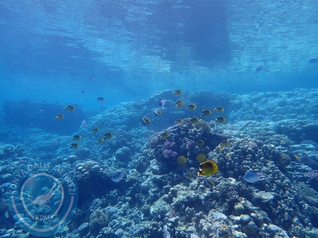 13-18 Mayıs Sharm