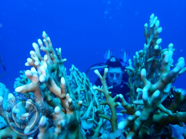 13-18 Mayıs Sharm