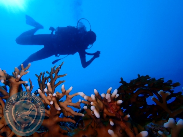 13-18 Mayıs Sharm
