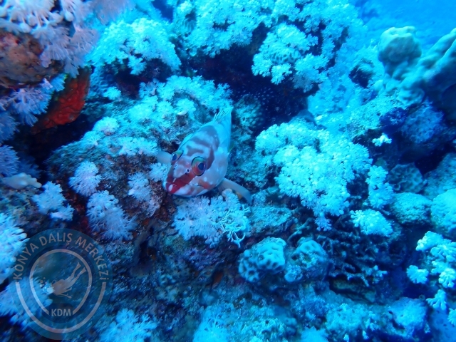 13-18 Mayıs Sharm