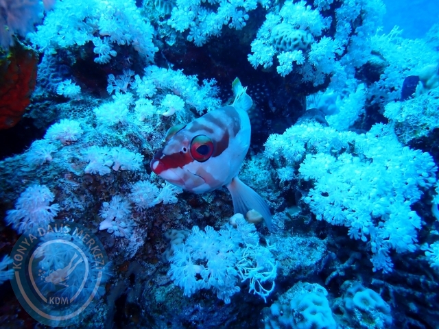 13-18 Mayıs Sharm