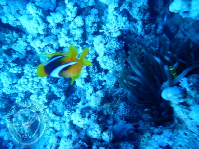 13-18 Mayıs Sharm