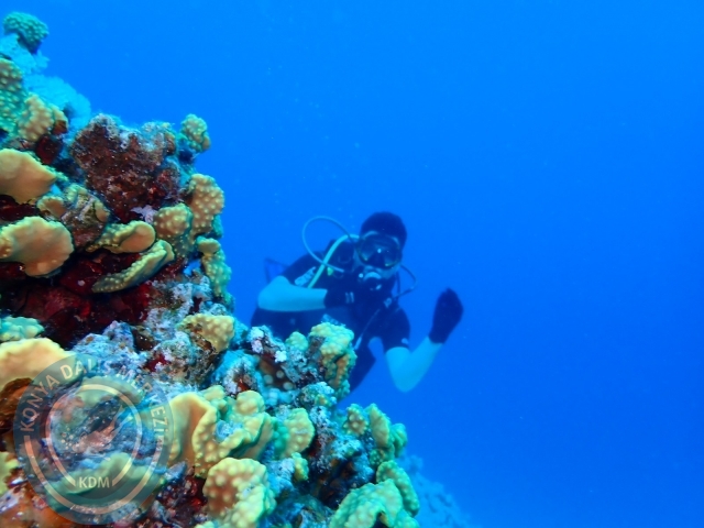 13-18 Mayıs Sharm