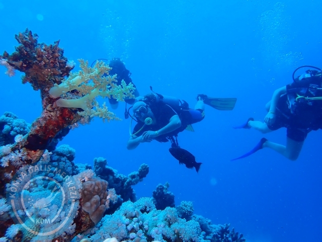 13-18 Mayıs Sharm