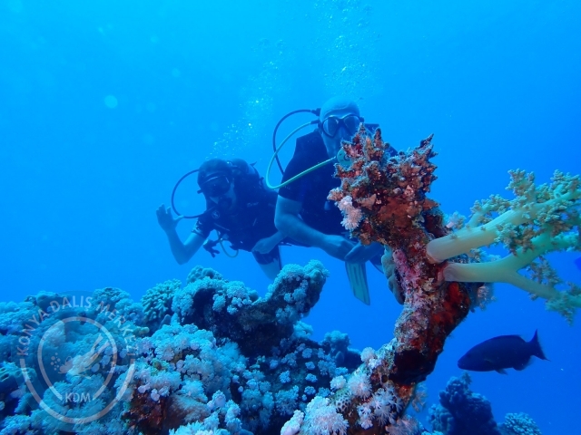 13-18 Mayıs Sharm