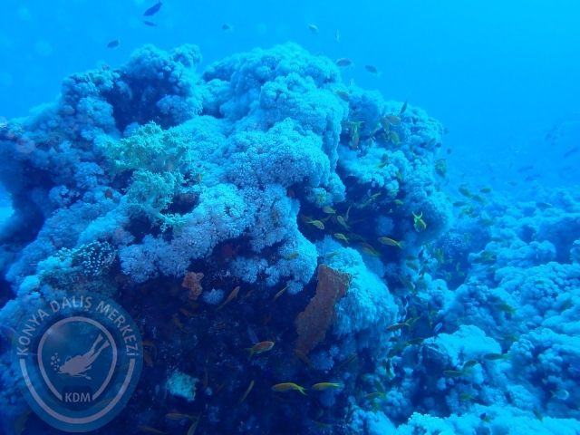13-18 Mayıs Sharm