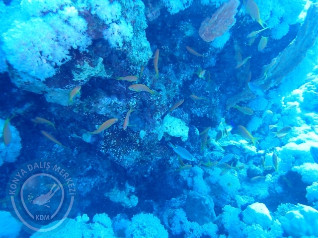 13-18 Mayıs Sharm