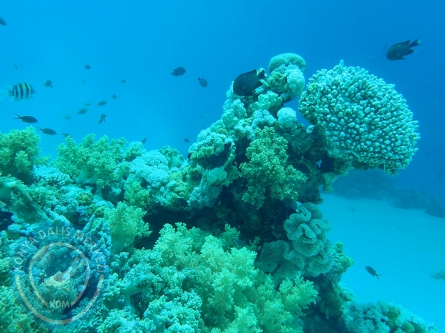 13-18 Mayıs Sharm