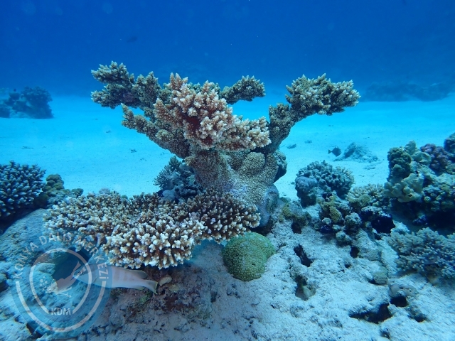 13-18 Mayıs Sharm