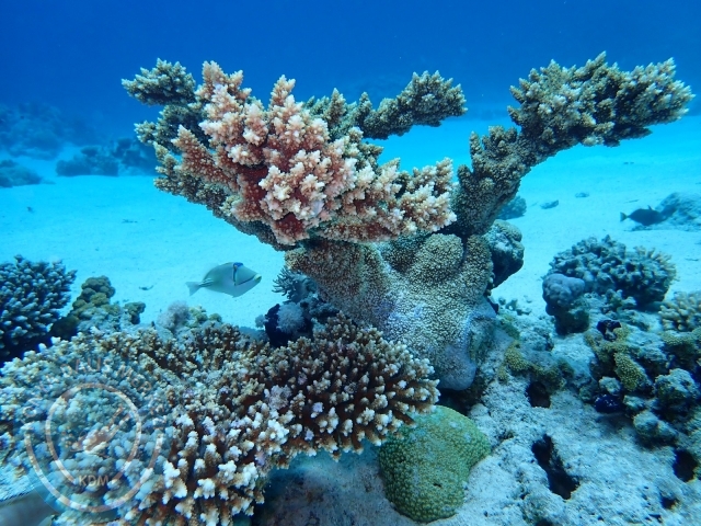 13-18 Mayıs Sharm