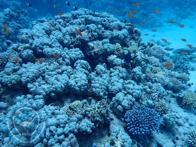 13-18 Mayıs Sharm