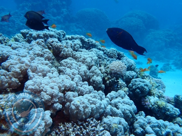 13-18 Mayıs Sharm