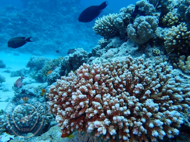 13-18 Mayıs Sharm
