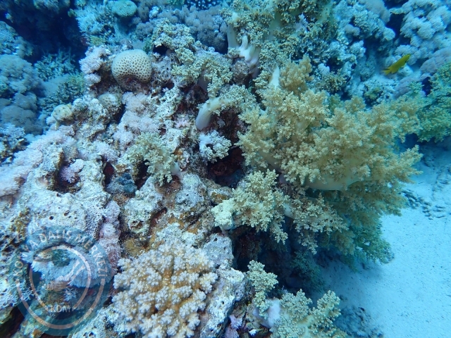13-18 Mayıs Sharm