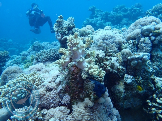 13-18 Mayıs Sharm
