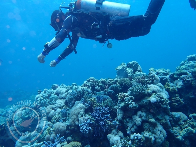 13-18 Mayıs Sharm