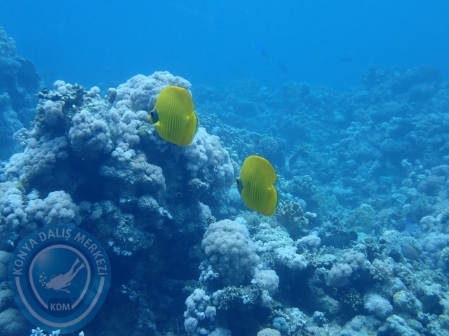 13-18 Mayıs Sharm