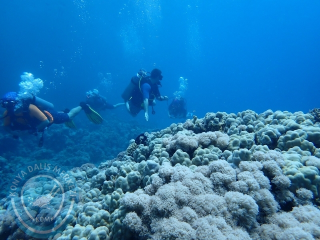 13-18 Mayıs Sharm