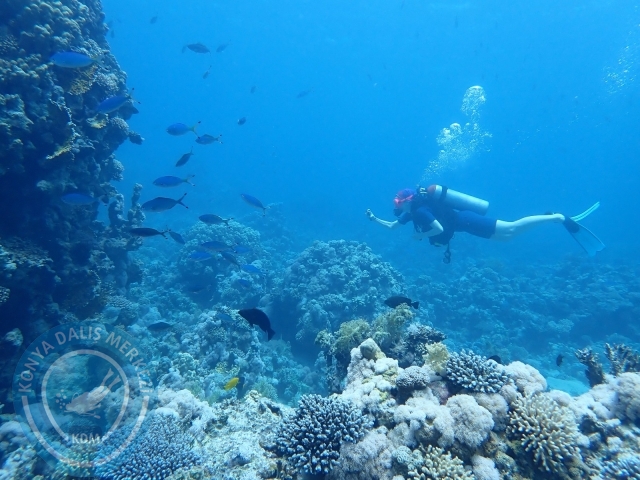 13-18 Mayıs Sharm