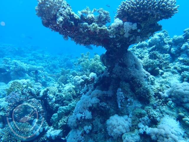 13-18 Mayıs Sharm
