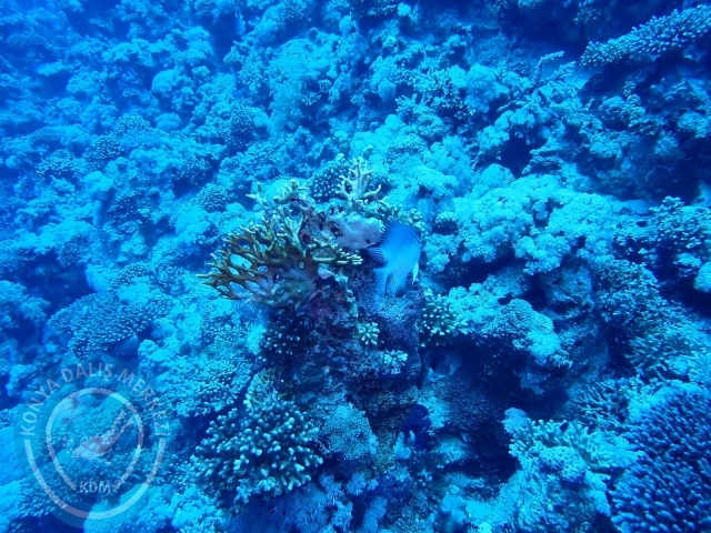 13-18 Mayıs Sharm