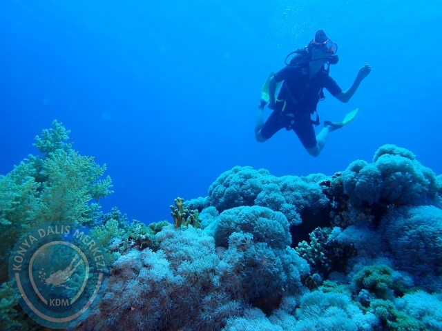 13-18 Mayıs Sharm