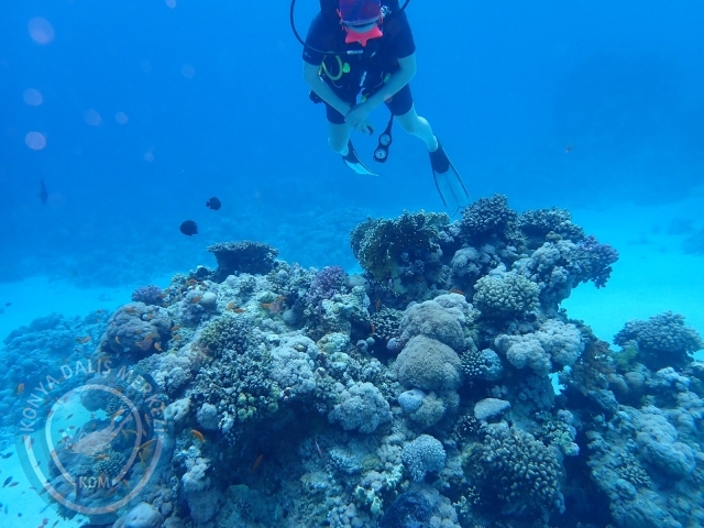 13-18 Mayıs Sharm