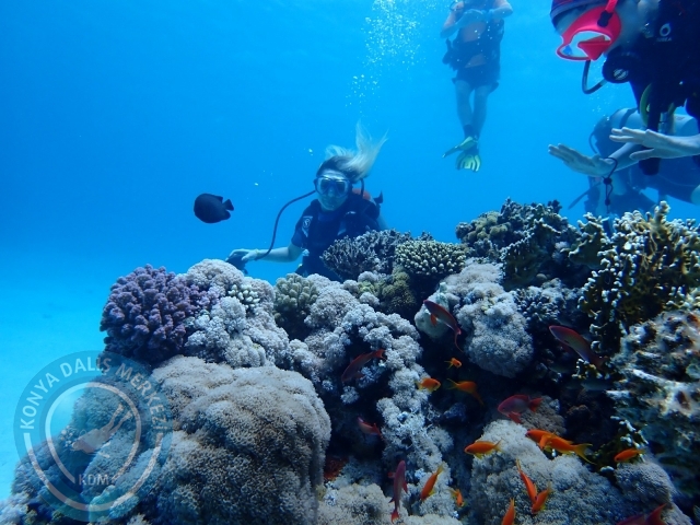 13-18 Mayıs Sharm