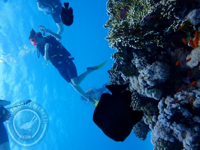13-18 Mayıs Sharm
