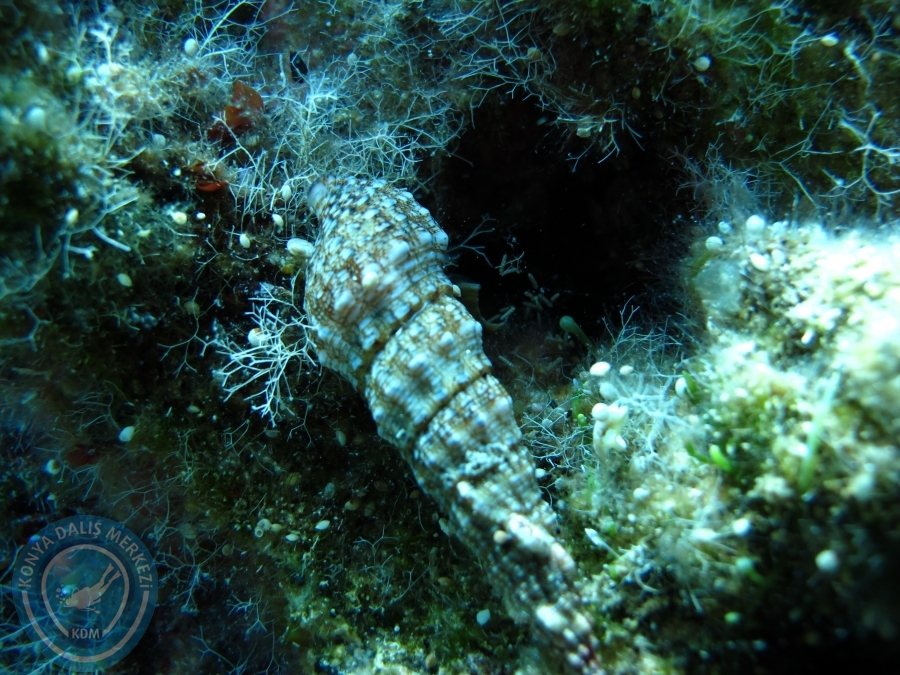 14-15 Haziran Bodrum
