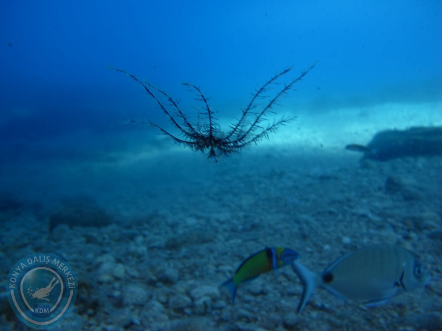 14-15 Haziran Bodrum