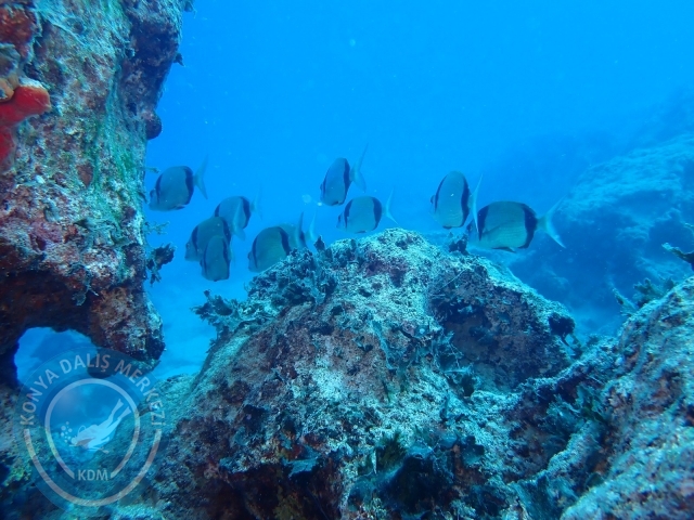 14-15 Temmuz Kaş 
