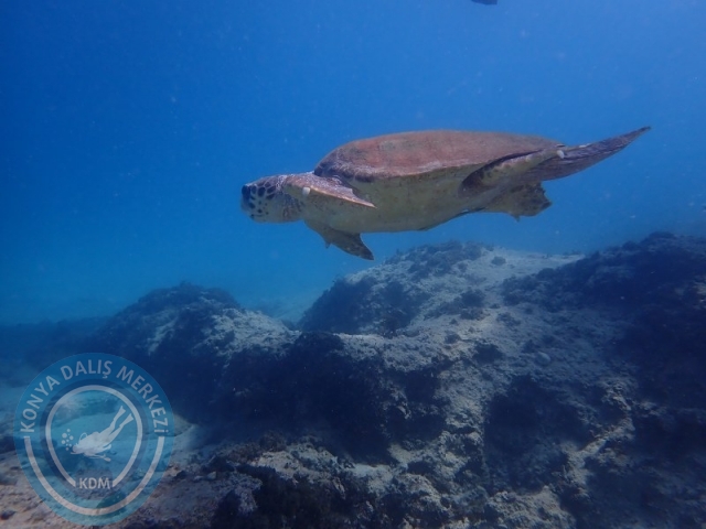 15-16 Ağustos KAŞ