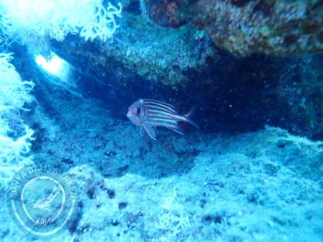 15-16 Temmuz Kaş