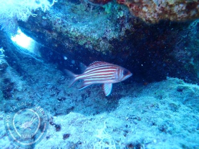15-16 Temmuz Kaş