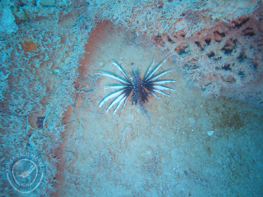 15-26 Anamur Bozyazı