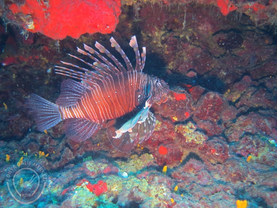 15-26 Anamur Bozyazı