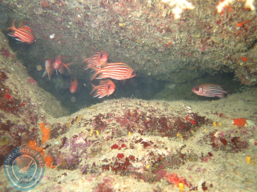 15-26 Anamur Bozyazı