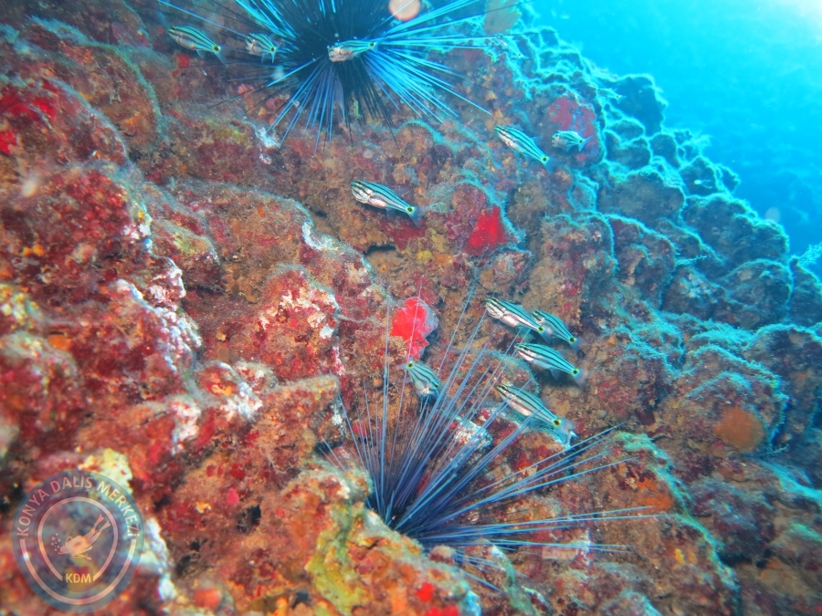 15-26 Anamur Bozyazı